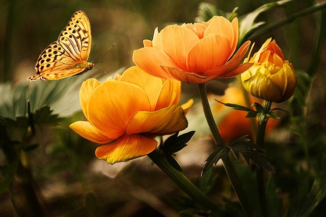 Blumen und Schmetterling 