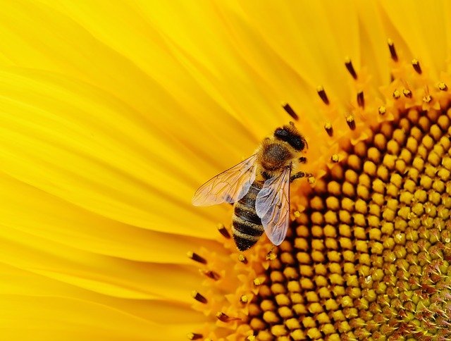 Biene auf Sonnenblume 