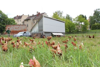 Hühnermobil in Nonnewitz für ca 250 Hennen