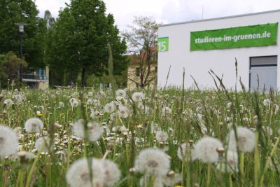 Das Bild zeigt eine Wiese mit vielen Pusteblumen, im Hintergrund steht ein weißes Gebäude mit der Nummer 15 und einem Banner mit der Aufschrift studieren-im-gruenen.de. (Bildquelle: Ministerium der Finanzen des Landes Sachsen-Anhalt)