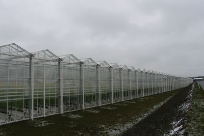 Das Bild zeigt die Aussenansicht der Tomatengewächshäuser. Dicht an Dicht stehen die Gewächshäuser auf einer großen Fläche. (Foto: Ministerium der Finanzen LSA)