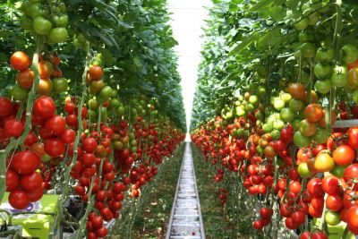 Das Bild zeigt Reihen mit Tomatenpflanzen, an denen sehr viele große rote Tomaten hängen. (Foto: Wittenberg Gemüse GmbH)