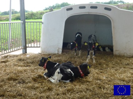 The picture shows an igloo for calves. (Picture: Grit Gröbel)