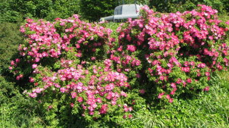 Das Foto zeigt einen Rosenbusch im Europa-Rosarium Sangerhausen. Bild: Staatskanzlei / Ines Berger