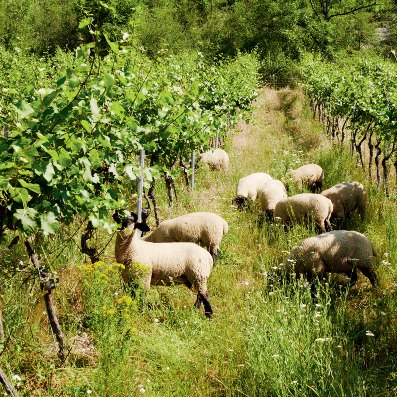Schafe weiden auf einem Weinberg