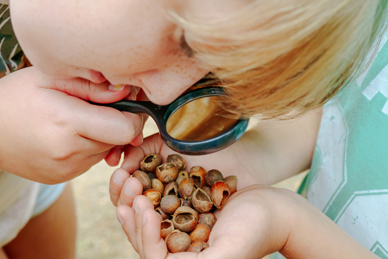 Kinder untersuchen die Fraßspuren der Haselmaus an Nüssen