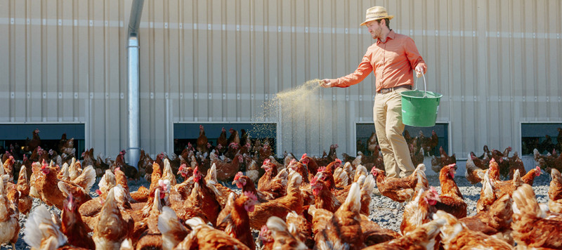 Landwirt Michael Häge bei seinen Hühner im Bio-Legehennenstall