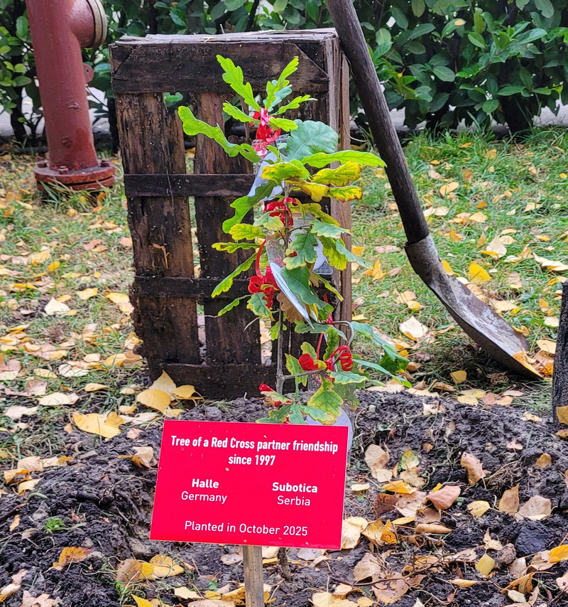 Der Baum mit einem Schild, das auf die Partnerschaft hinweist