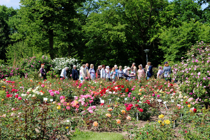 Rosen im Europa-Rosarium mit Besuchern im Hintergrund