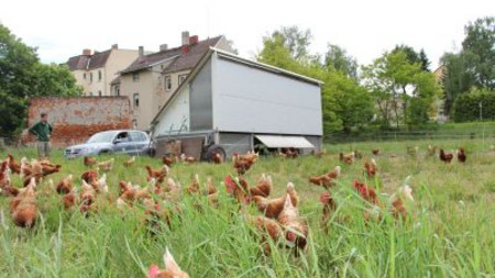 Freilaufende Hühner auf einer Wiese. Im Hintergrund das Hühnermobil. (Foto: MF LSA)