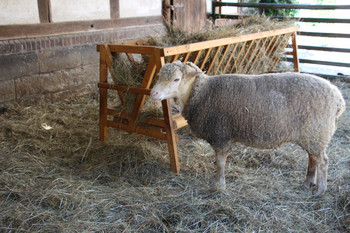 Auf dem Foto sieht man ein Schaf vor seiner mit Heu gefüllten Futterstelle.